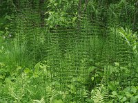Water Horsetail